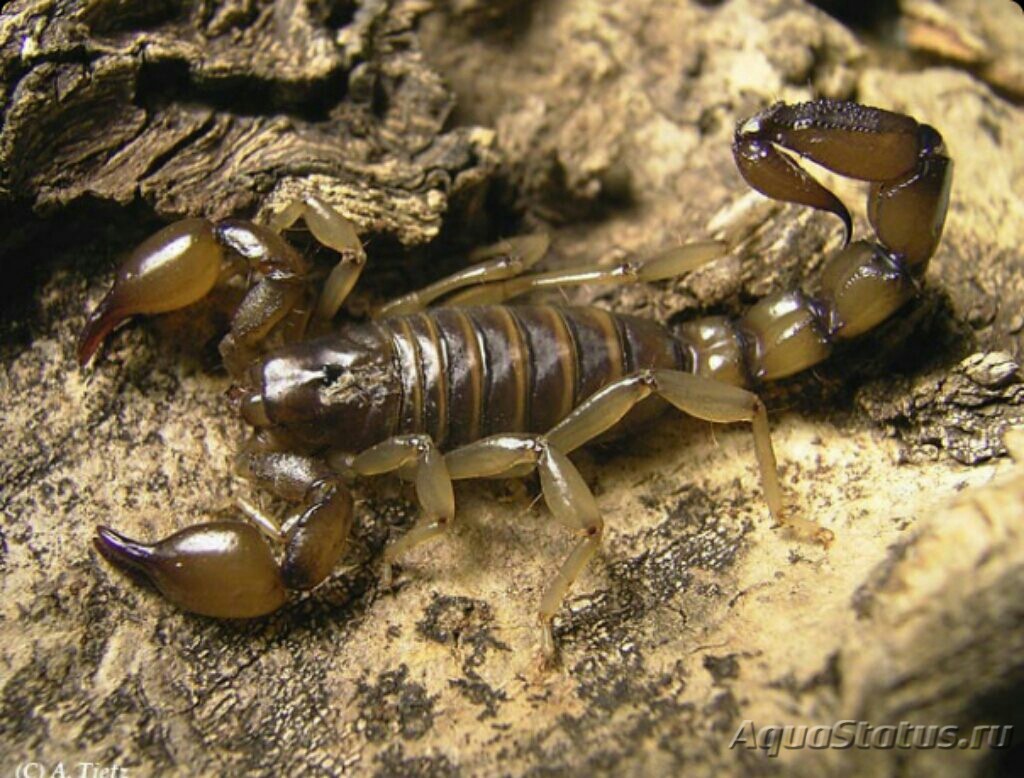 Какую среду освоил скорпион. Bothriurus coriaceus. Систематика Императорского скорпиона. Скорпион Buthus eupeus. Средиземноморский Скорпион.