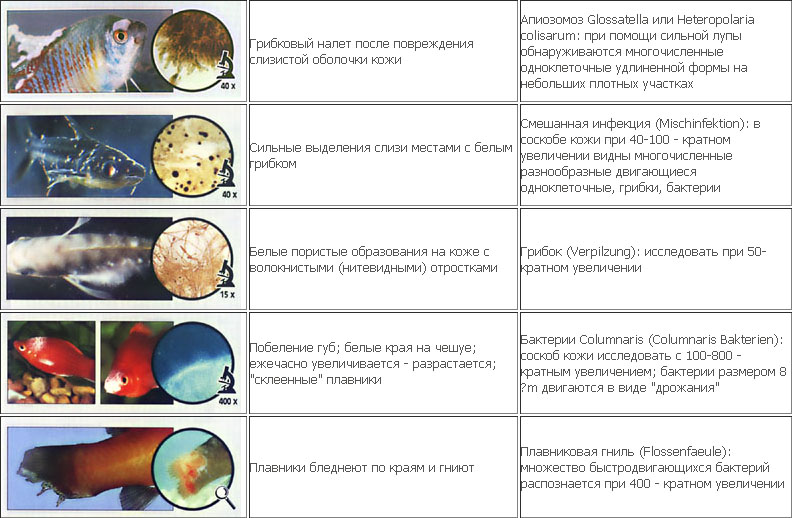 Болезни аквариумных рыбок внешнии признаки картинки и описание