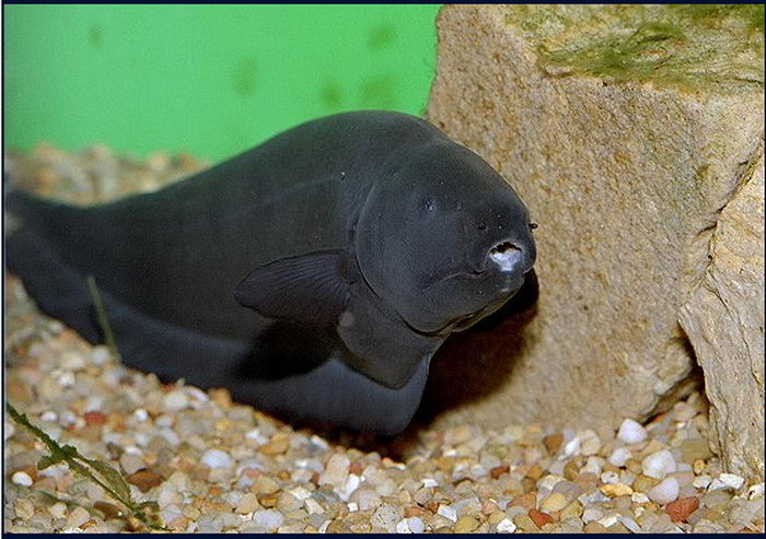 Черная рыба жив. Рыба Аптеронотус белокаймовый черный нож. Черный нож - Аптеронотус белолобый. Аптеронотус белокаймовый. Аптеронотус черный.