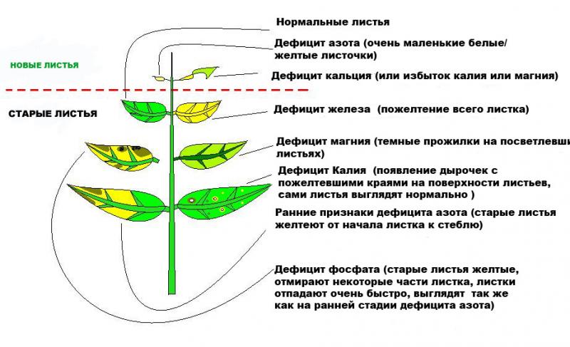 Определяющие признаки растений. Недостаток микроэлементов у растений таблица. Признаки недостатка азота у растений. Дефицит микроэлементов у растений по листьям. Симптомы дефицита элементов питания у растений.