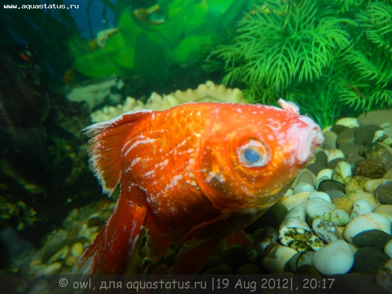 Белый Налет На Рыбках В Аквариуме Чем Лечить