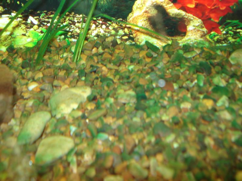 Почему на стенках аквариума. Водоросль Ксенококус. Налет на аквариуме. Аквариум с зеленым грунтом. Зеленый налет на грунте в аквариуме.