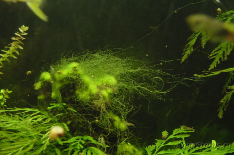 Спирогира 5. Нитчатая водоросль спирогира. Спирогира водоросли в аквариуме. Зеленые водоросли спирогира.