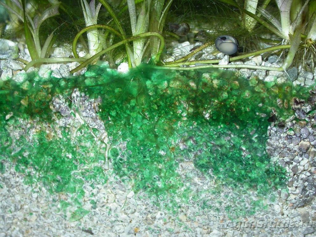 Водоросли на стеклах. Синезелёные водоросли в аквариуме. Цианобактерии в аквариуме. Синезелёные водоросли цианобактерии. Сине-зеленые водоросли цианобактерии в аквариуме.