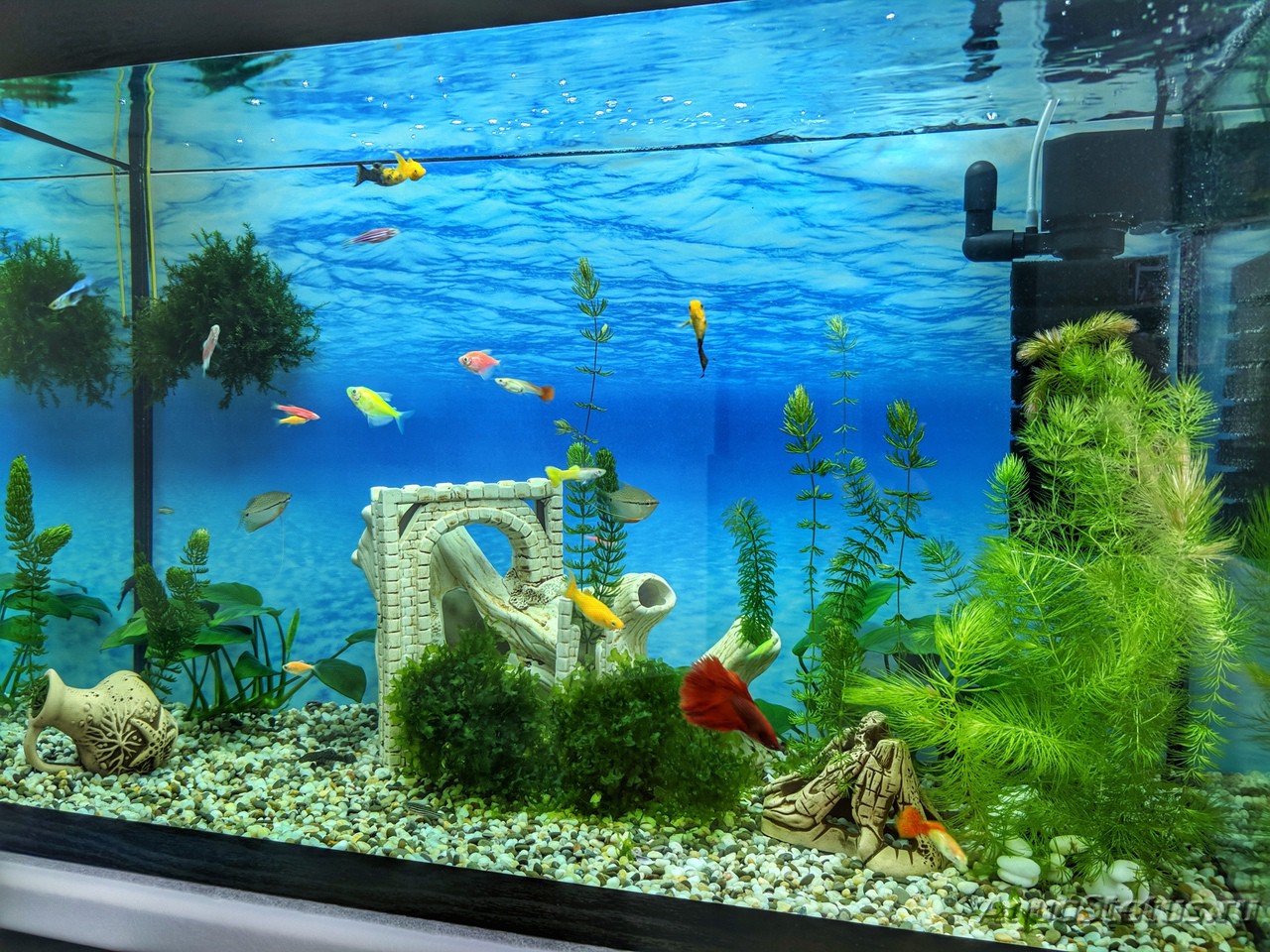 Декор аквариума 100 литров фото