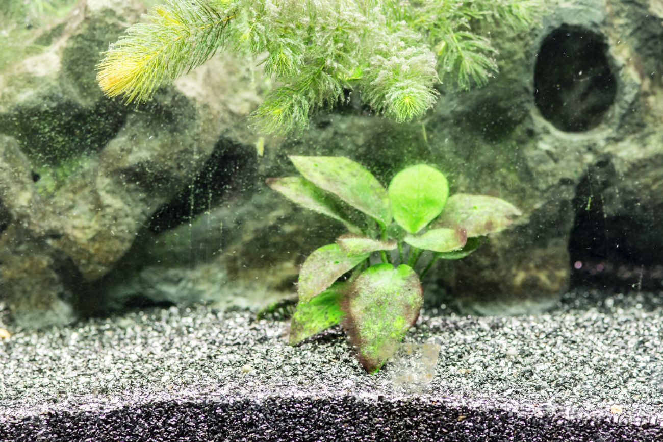 коричневый налет на стенках аквариума и растениях