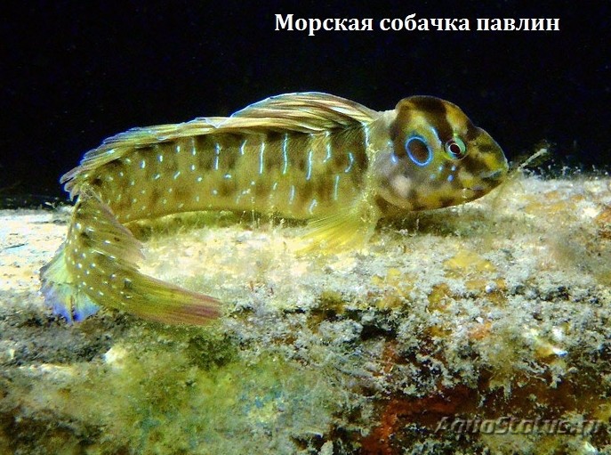 Морская собачка Черноморская