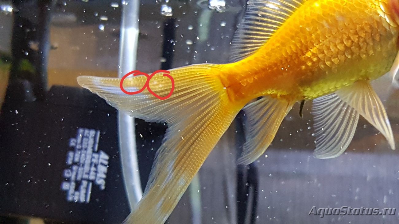 Золотая рыбка лезет под хвост другой, что это?