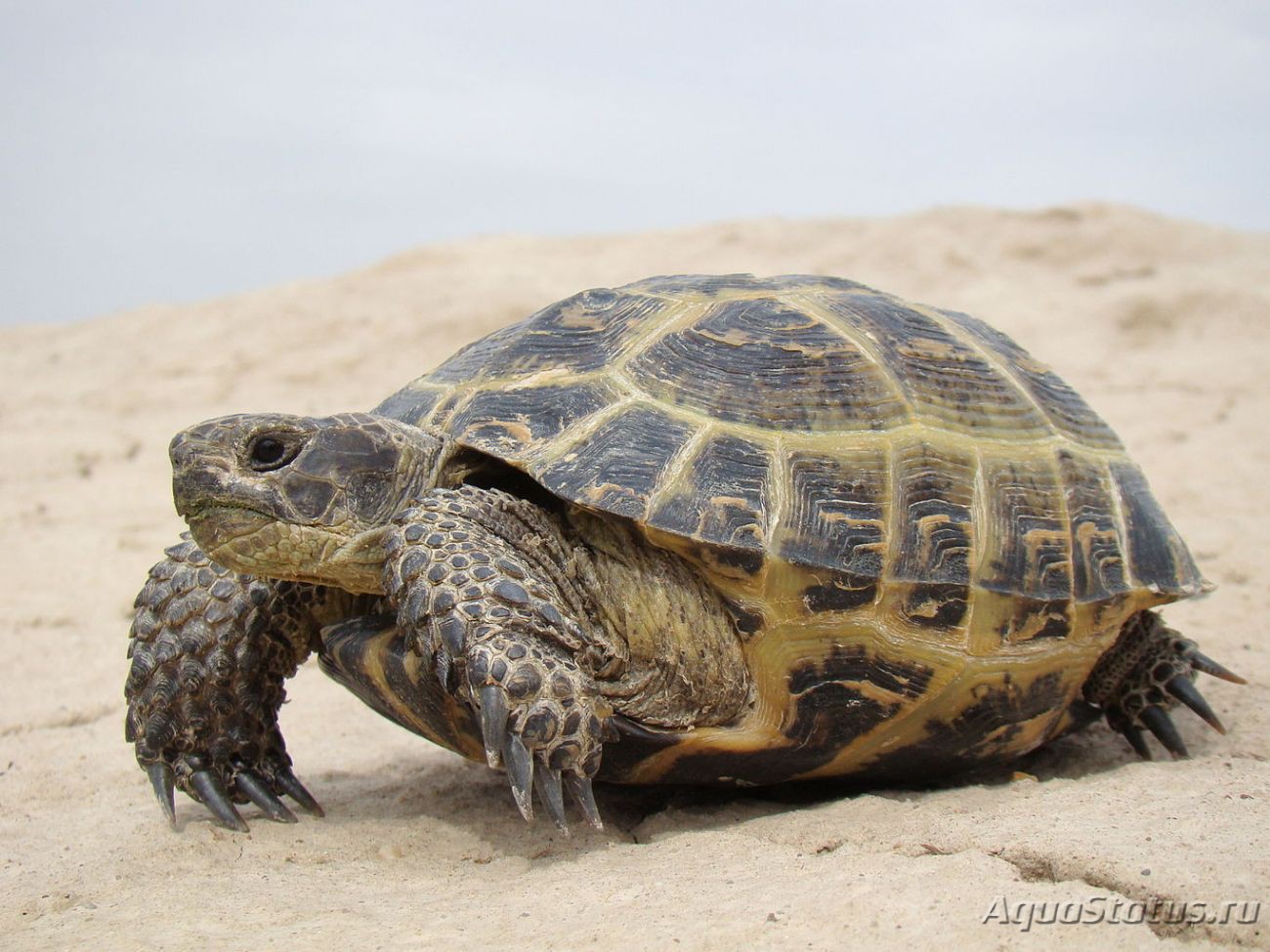 Черепаха Среднеазиатская , или степная черепаха ( Testudo ( Agrionemys )  horsfieldii ) (Справочник террариумных животных)