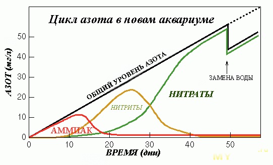 Азотный цикл в аквариуме фото