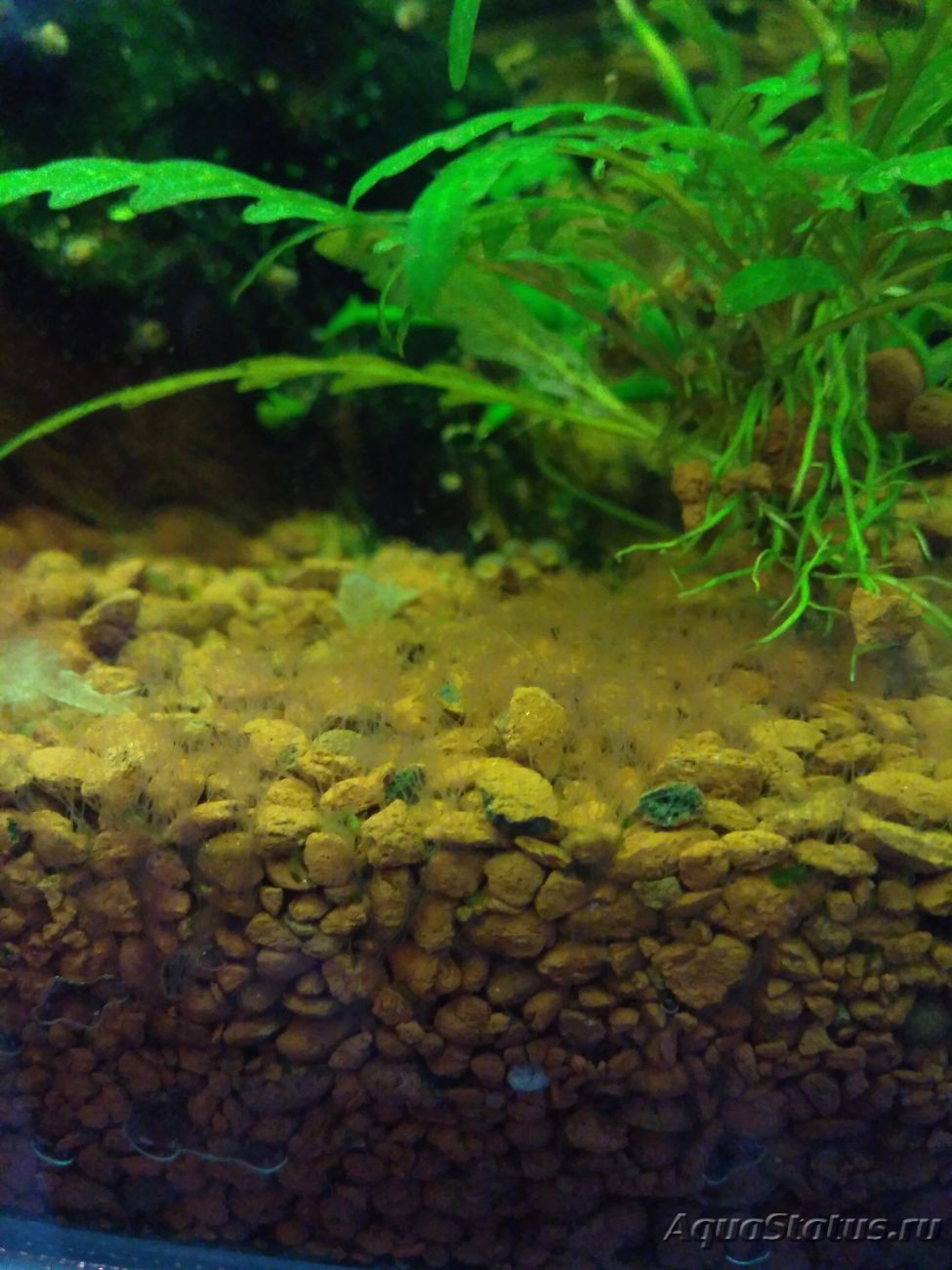 Красные червячки в аквариуме