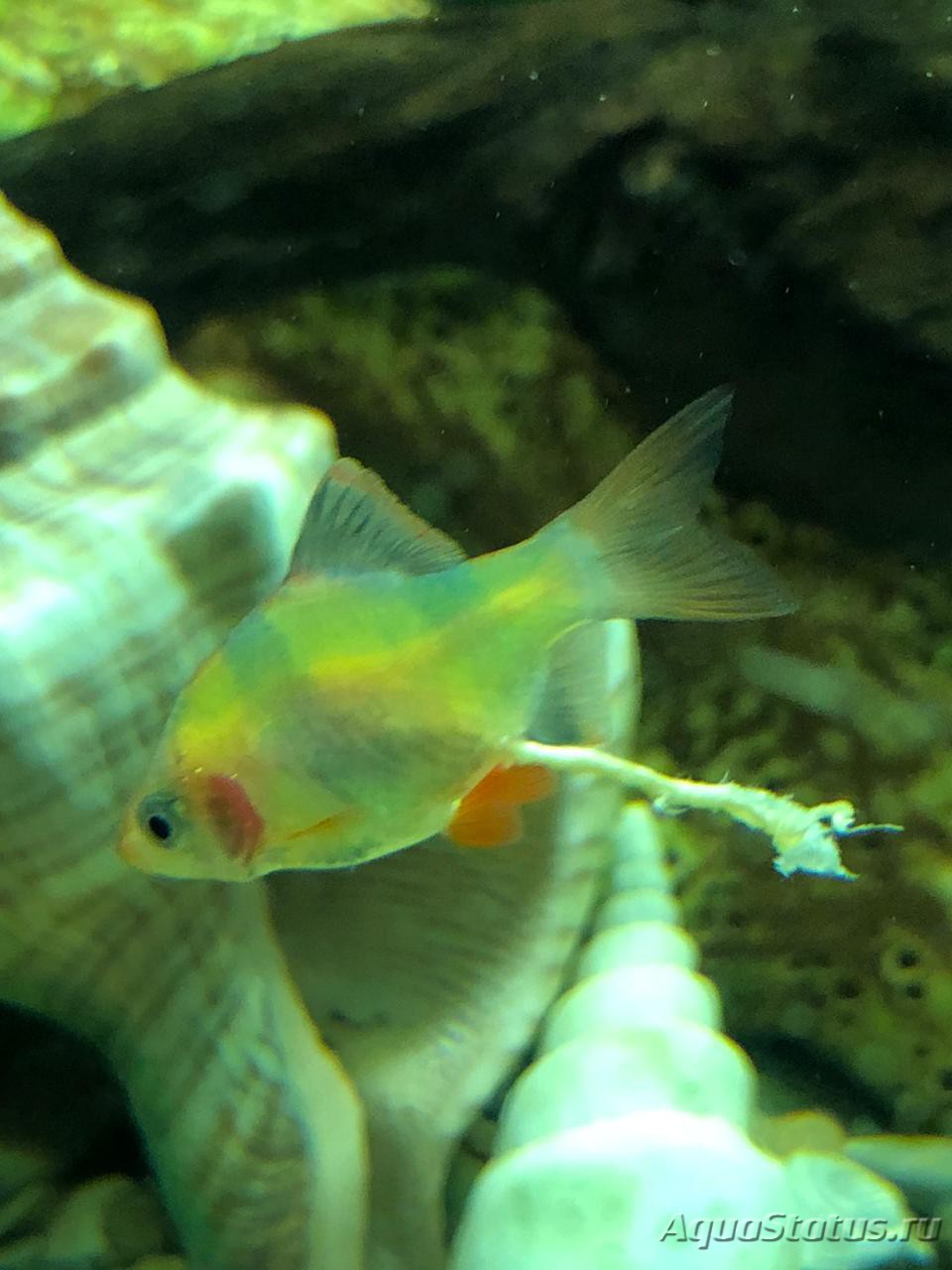 Рыбки Барбусы беременна