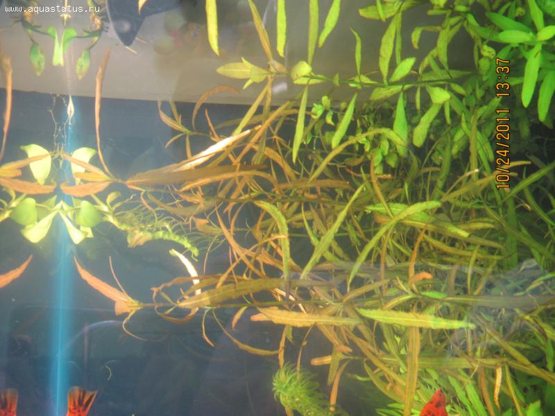 Почему желтеет аквариум. Налет на валлиснерии. Растения в аквариуме пожелтели. Желтеют аквариумные растения. Желтые листья у растения в аквариуме.