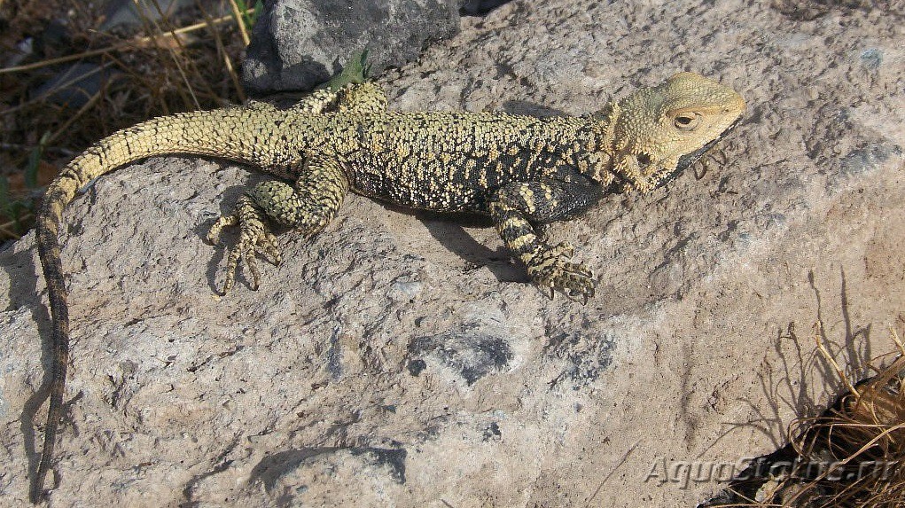 Агама Туркестанская Agama Lehmanni