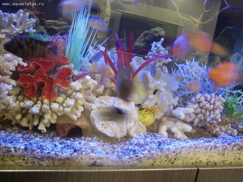 8 простых способов сделать аквариум красивым