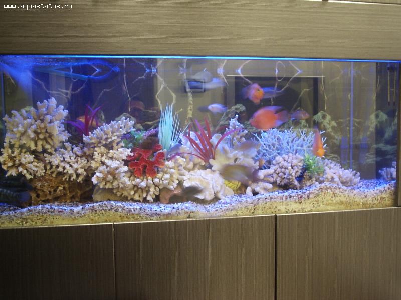 Оформление аквариумов кораллами в Москве на заказ под ключ