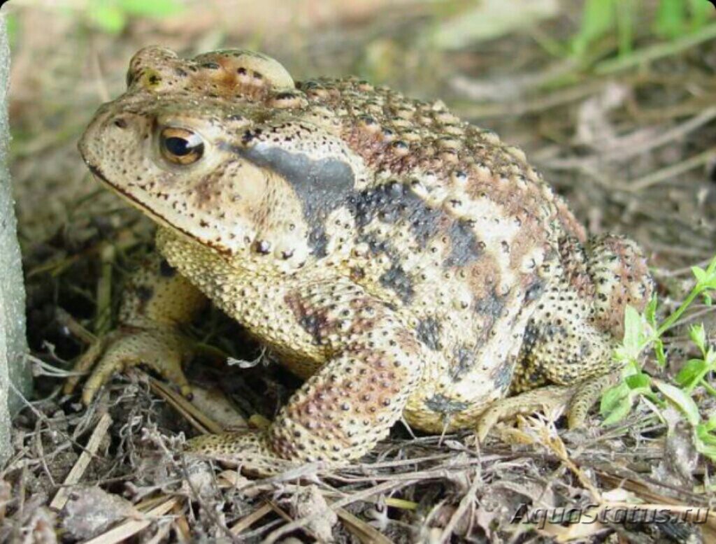 Серая Земляная жаба (Bufo Bufo)