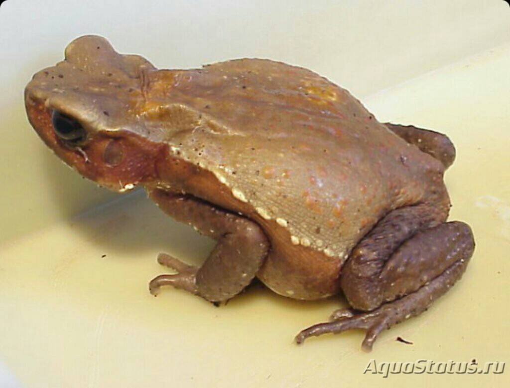 Жаба бурая ( Bufo guttatus) (Справочник террариумных животных)