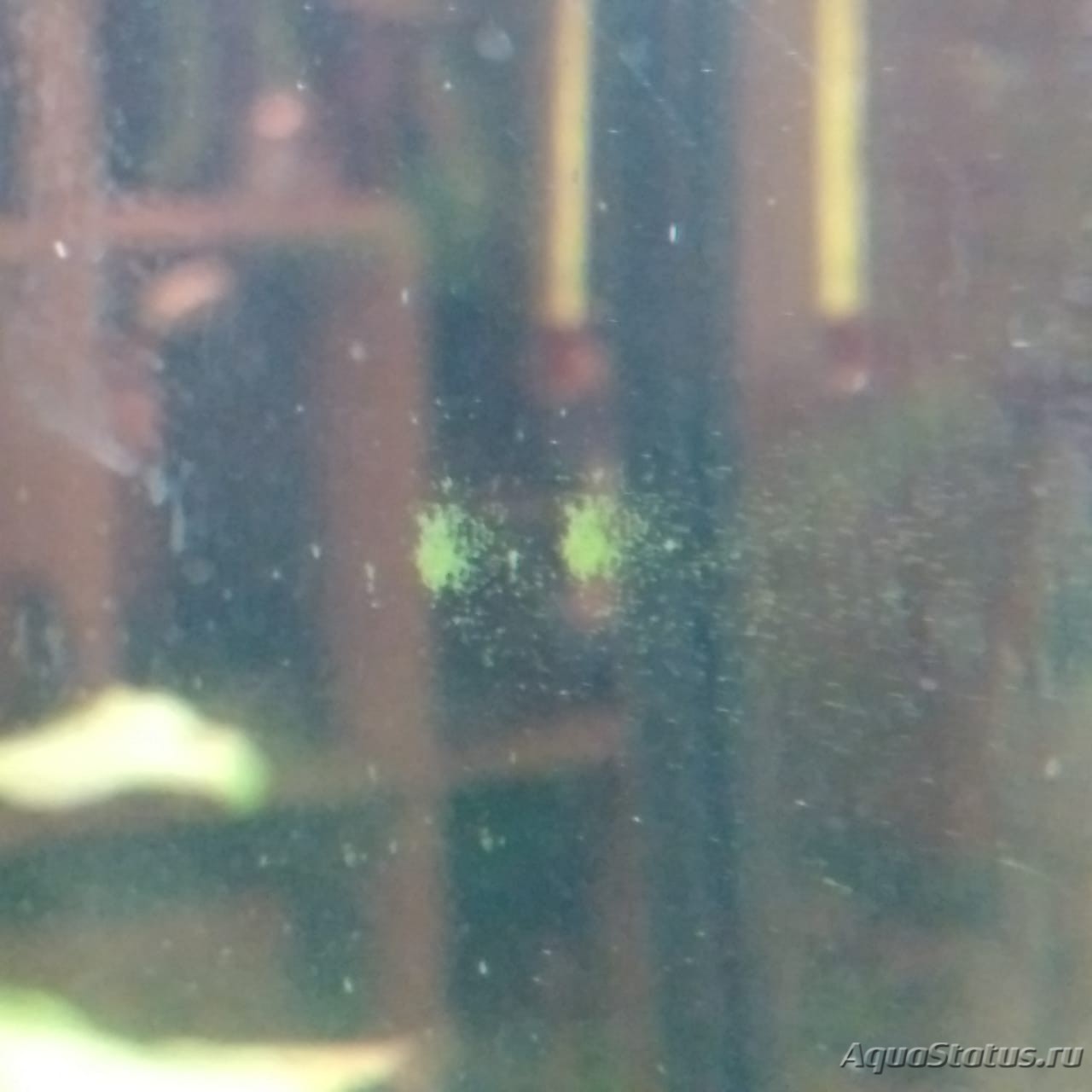 На стенках аквариума маленькие белые ниточки