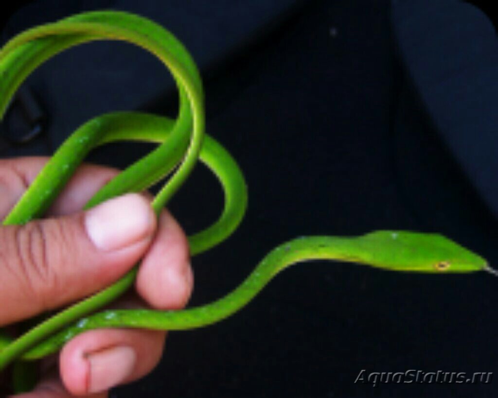Плетевидная зеленая змея