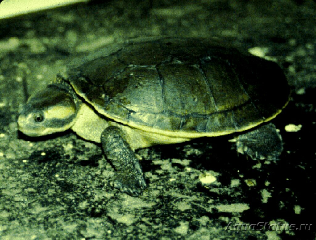 11 причин почему красноухая черепаха перестает есть