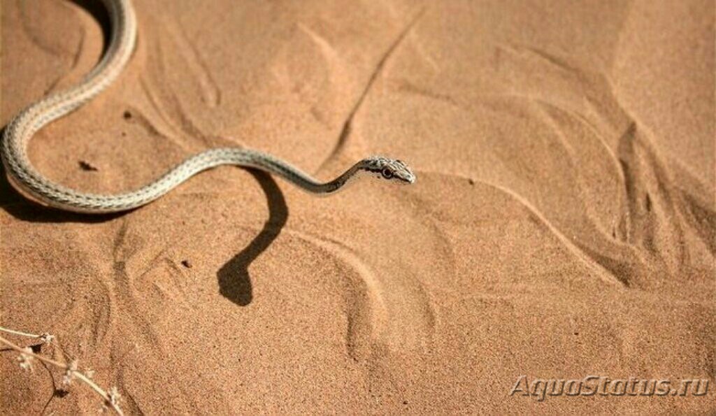 Искушение песчаного змея читать. Psammophis schokari. Зериг змея. Песчаный полоз. Песочная змея или зериг.