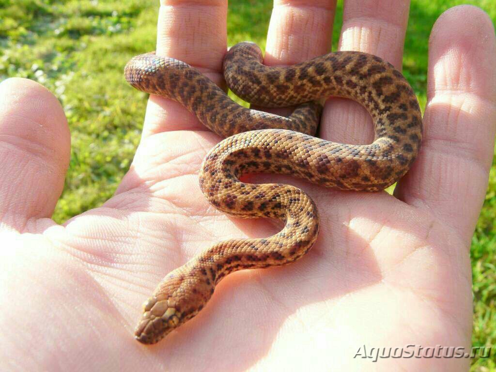 Питон карликовый австралийский (Antaresia perthensis) (Справочник  террариумных животных)