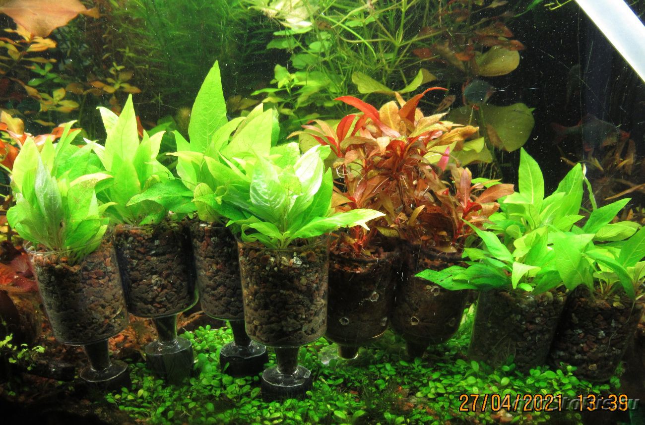 Горшочки для аквариумных растений своими руками (50 фото)