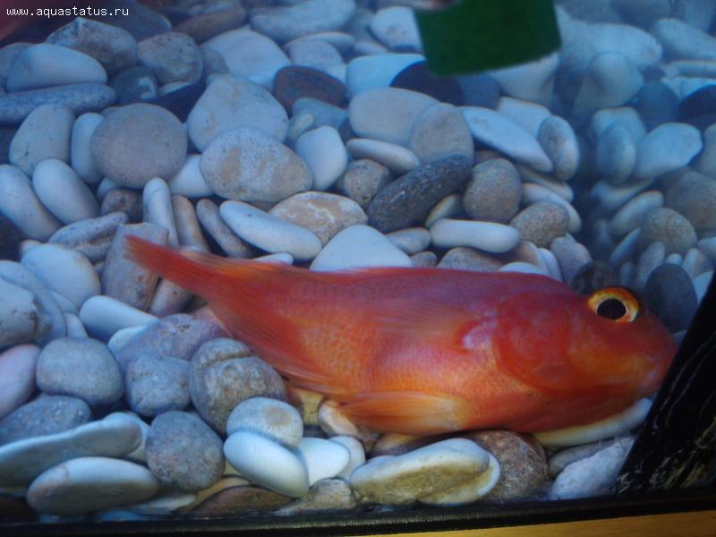 Золотая рыбка лежит на дне. Рыбы в аквариуме. Рыба лежит на боку на дне аквариума. Дохлые аквариумные рыбки. Аквариумная пыба на дне.