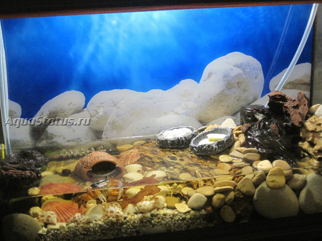 Грот для аквариума: виды и способы изготовления