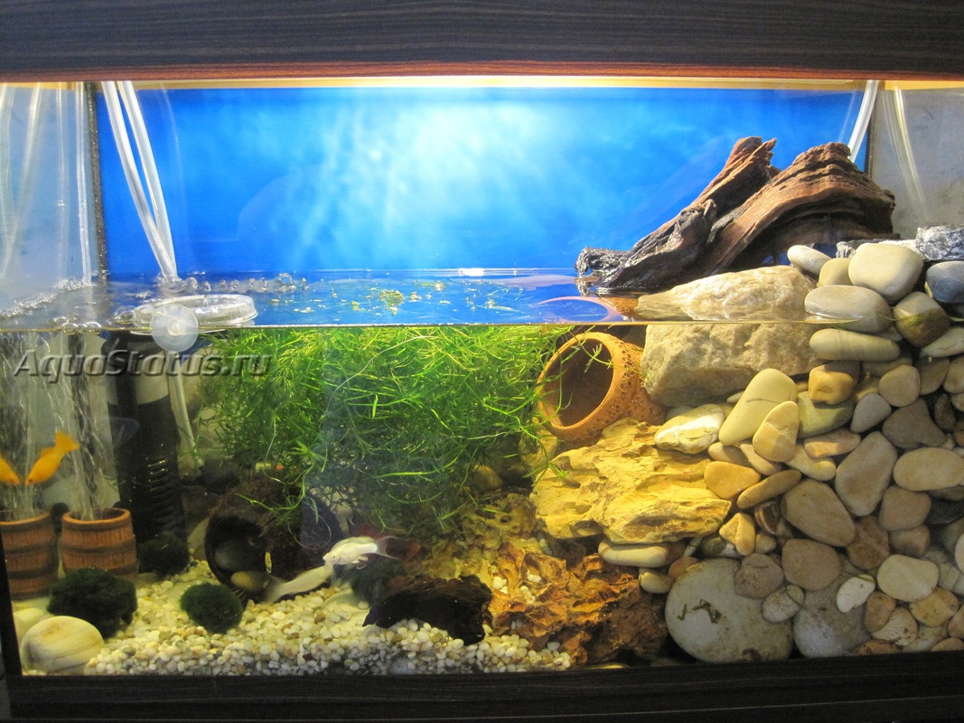 Декорируем аквариум для содержания стайных рыб (конго, тетра)