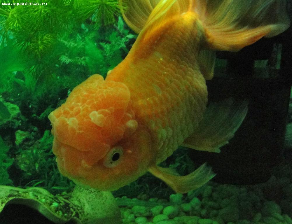 Рыбка заболела. Золотая рыбка Оранда красная. Болезни рыбок Оранда. Гексамитоз у золотых рыбок. Аквариумная Золотая рыбка болезни водянка.