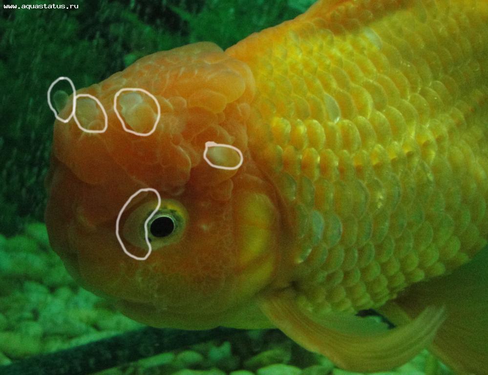 Болезни золотых рыбок внешнии признаки и лечение фото с названиями и описанием