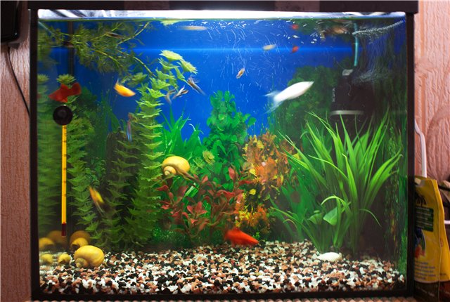 Нано-аквариум: особенности запуска и ухода, дизайн, подходящие обитатели