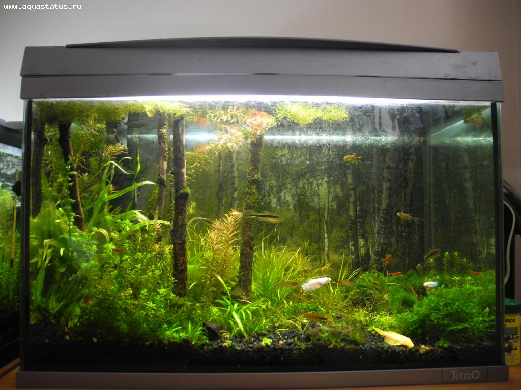 Дизайн аквариума 80 литров фото