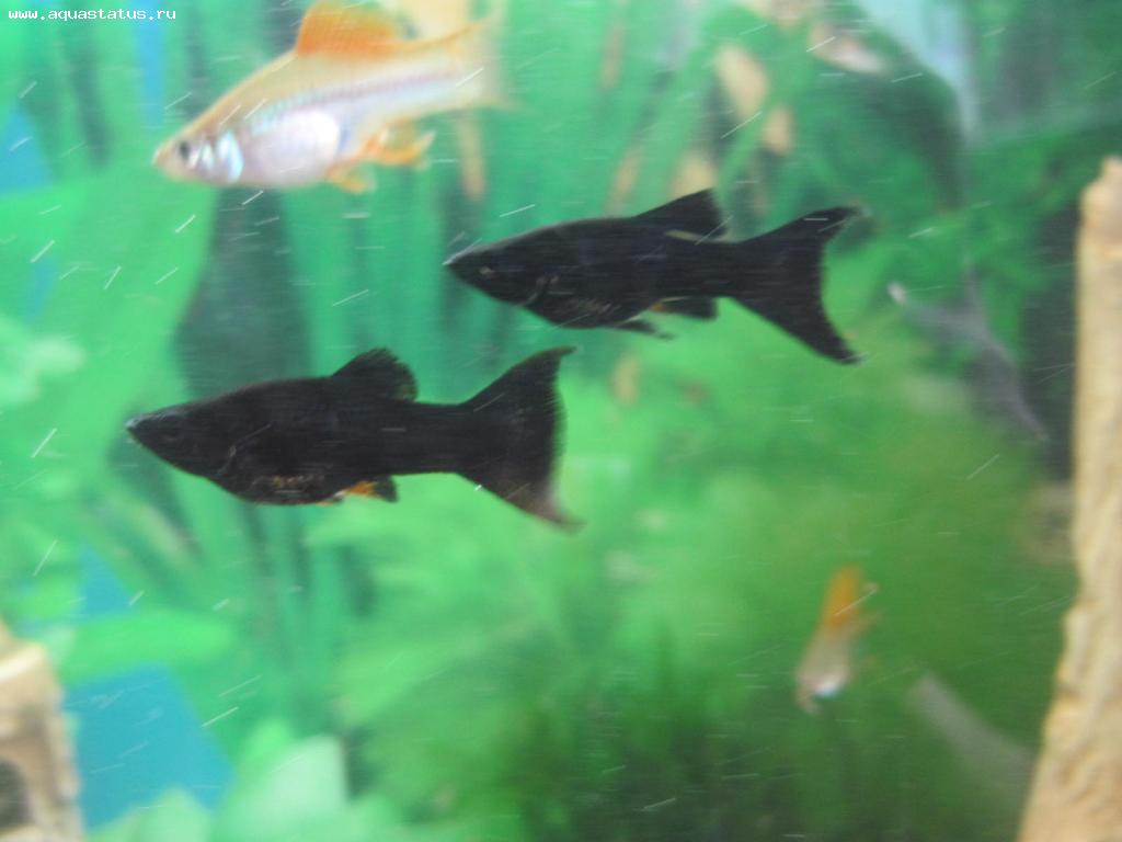 Как отличить моллинезий. Моллинезия самец и самка. Моллинезия рыбка самка. Рыбки Моллинезия черная самка и самец. Моллинезия чёрная самец и самка.