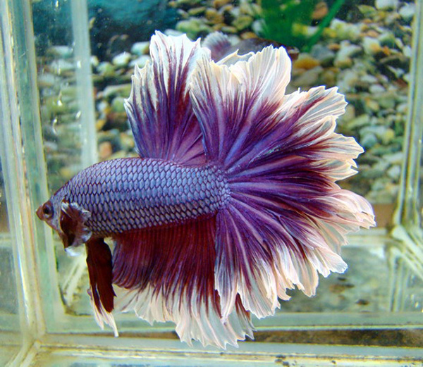 Каких рыбок выбрать для аквариума: 7 неприхотливых видов для домашнего содержания