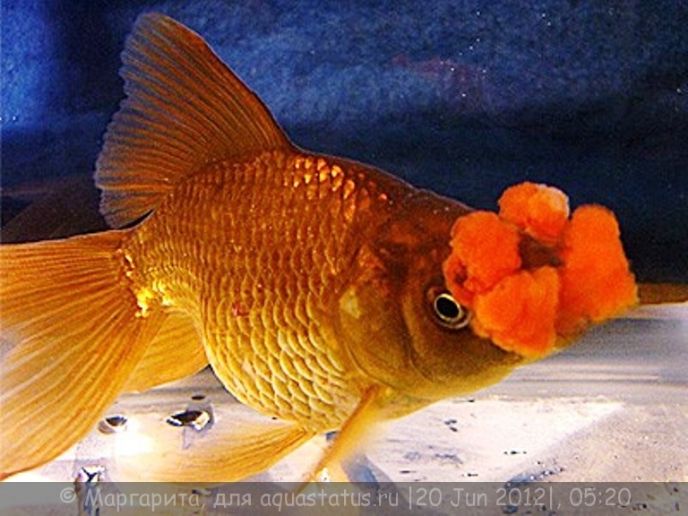 Рыбка золотого цвета. Золотая рыбка Ханафуса. Золотой карась аквариумная рыбка. Карась Золотая рыбка (Carassius auratus). Золотая рыбка шубункин.