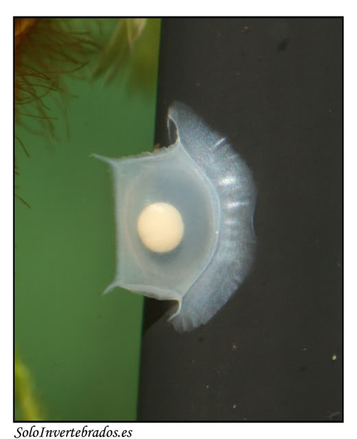 Улитка хелена размножение яйца фото