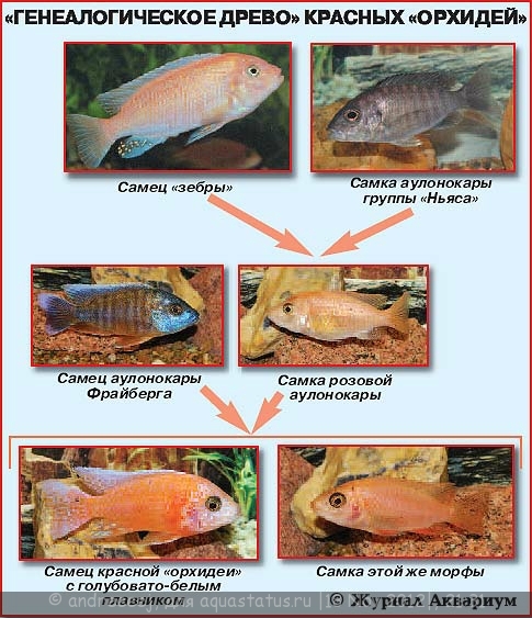 Отличия самцов и самок. Аулонокара самец и самка. Красная Зебра цихлида самец и самка различия. Цихлиды красная Зебра отличия самца от самки. Аулонокара Орхидея отличия самца от самки.