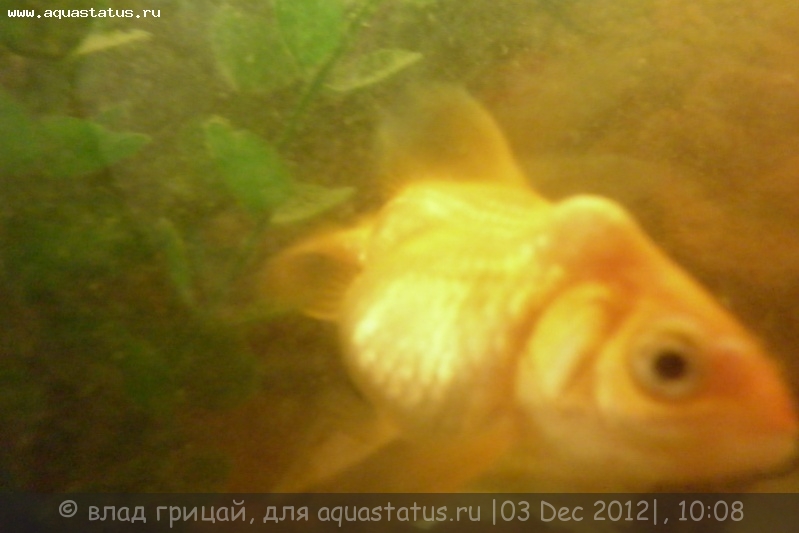 В Ростове ветеринары провели уникальное удаление опухоли аквариумной рыбке