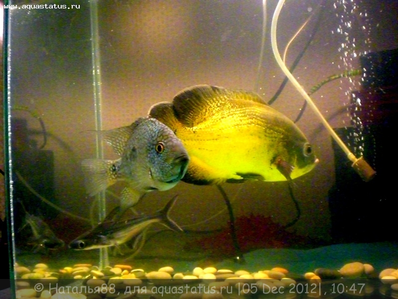 Почему дохнут рыбы в аквариуме - причины, почему умирает рыба - Аква-Сто