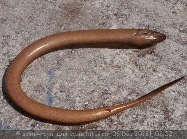 Макрогнатус глазчатый (Macrognathus aculeatus) (6-7см)