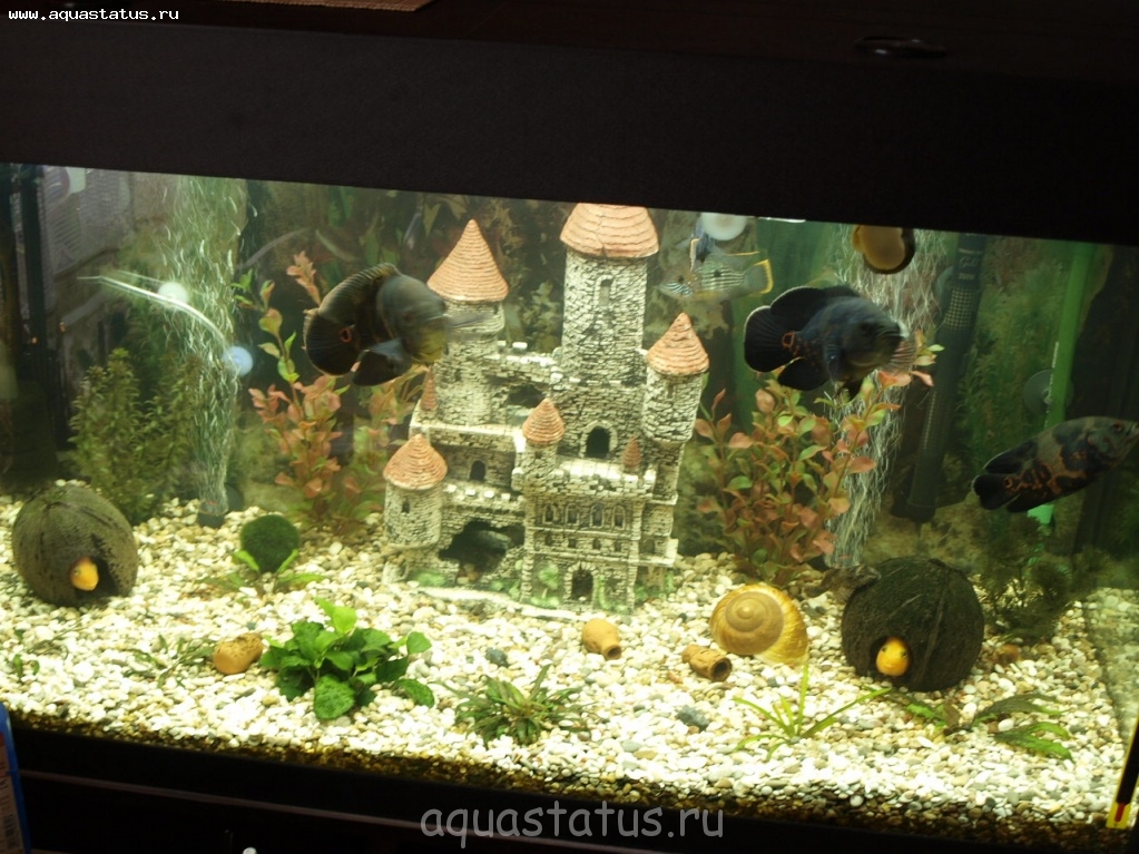 Оформление аквариума 200 литров фото