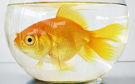 Золотая Рыбка Зоомагазин Спб Интернет Магазин