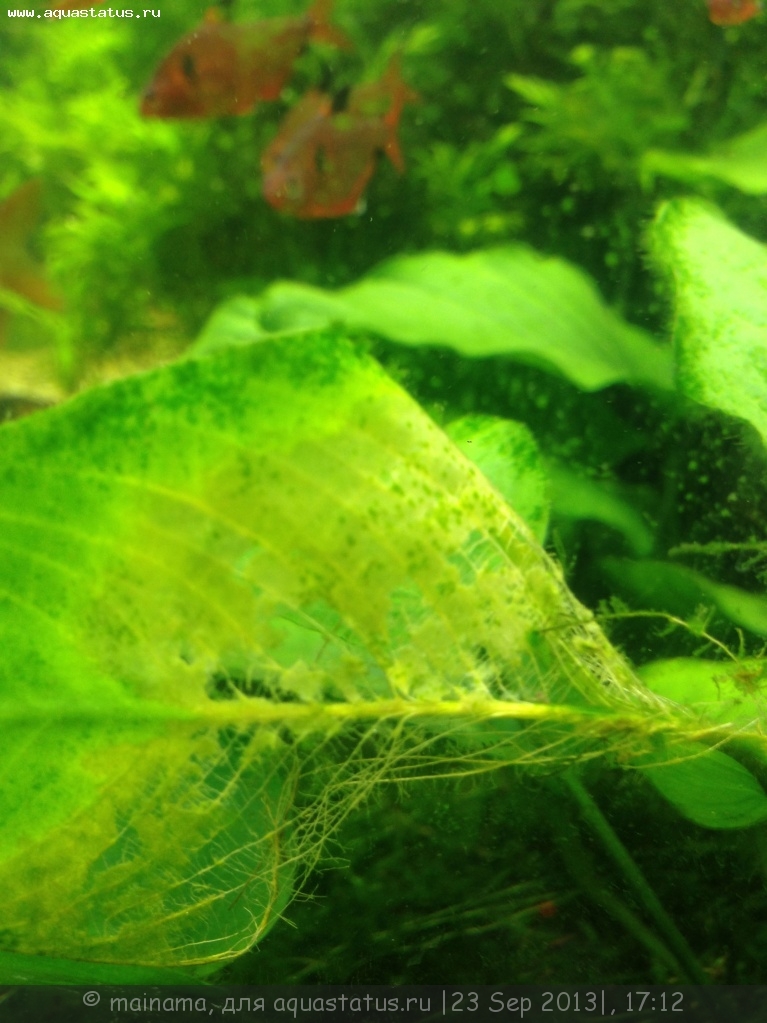Причины гибели аквариумных растений: основные проблемы и решения