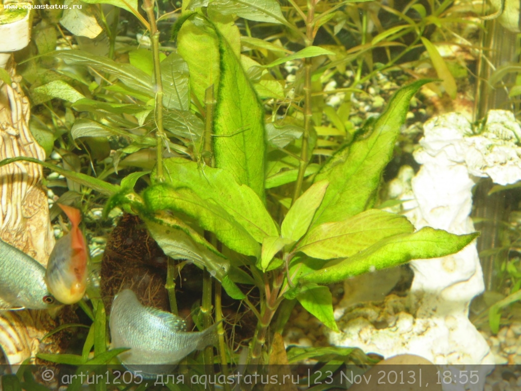 Почему пахнет аквариум. Зеленый налет на аквариумных растениях. Темно-зеленый налет в аквариуме на растениях. Появился зеленый мох в аквариуме. Ксен налет в аквариуме.