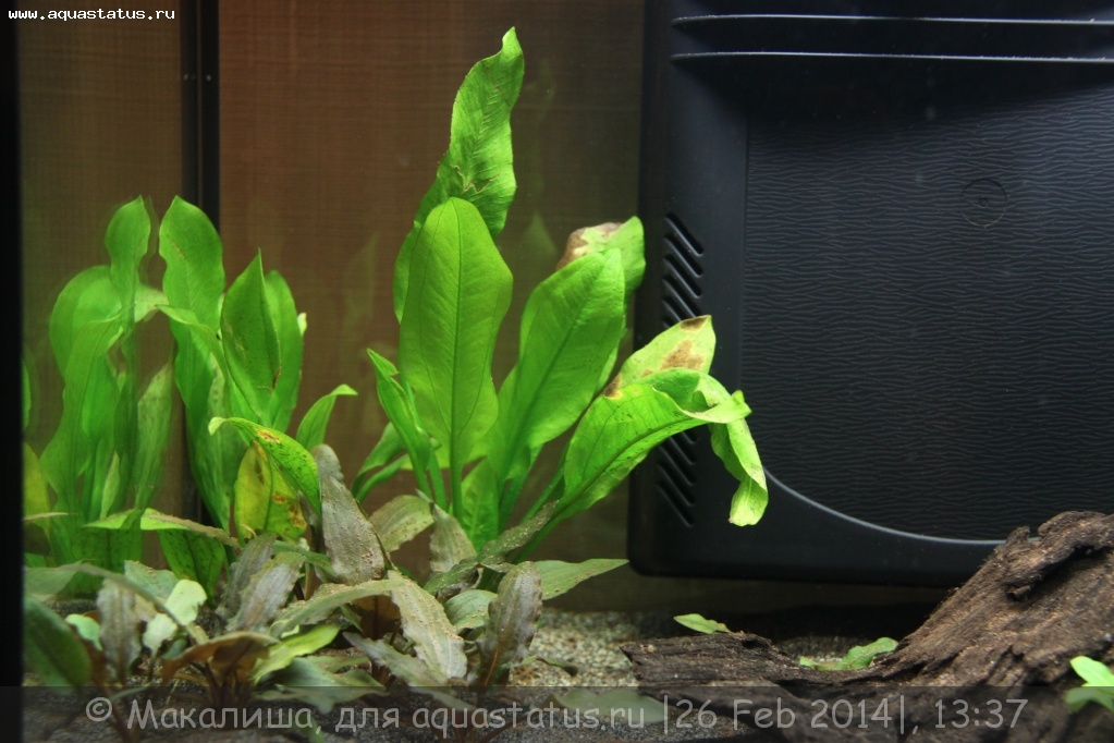 Почему желтеет аквариум. Дырки на растениях в аквариуме.