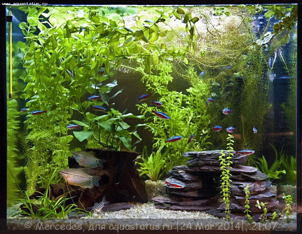 Живой уголок аквариум