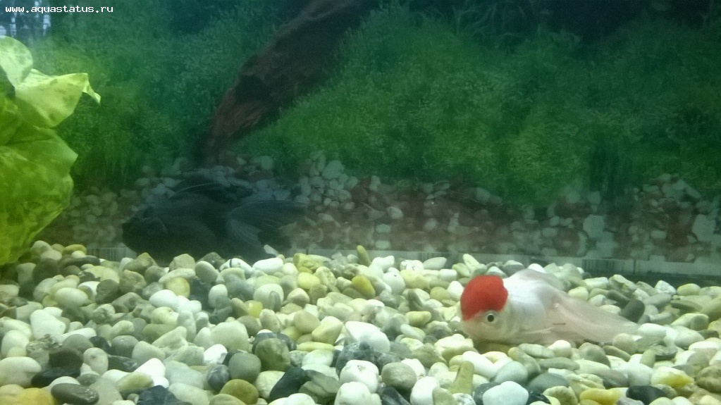 Почему золотая рыбка лежит на дне аквариума